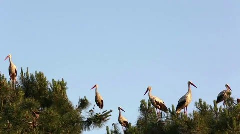 Group of storks are standing on a pine tree and than fly. Stock Footage 51659587