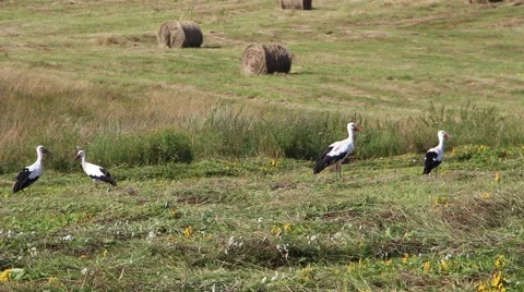 A group of storks feeds on the meadow on a hot day Stock Footage 56811344