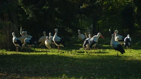 Group of storks Stock Footage 96419661