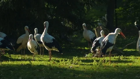 Group of storks Stock Footage 96419676