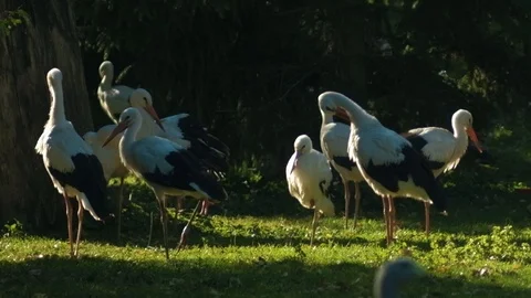 Group of storks Stock Footage 96419837