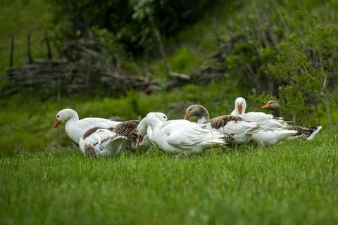 Group of Storks on the green grass Stock Photos