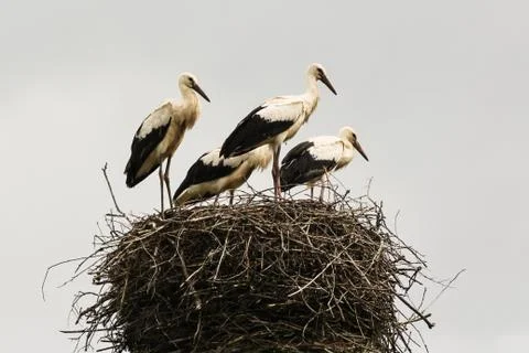 A group of storks in the nest. Stock Photos