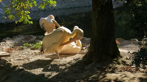 Group of storks in a park Video stock 172418557