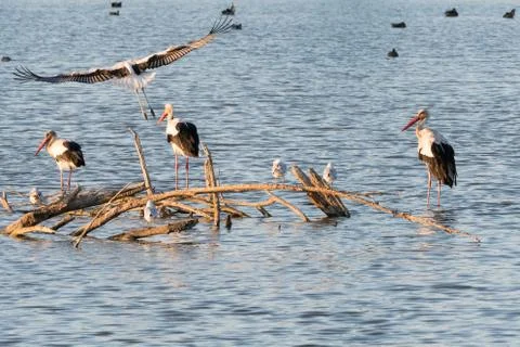 Group of storks perched on branches of a park lake while another stork is lan Stock Photos