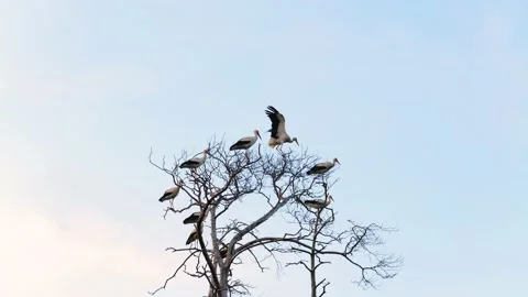 Group of storks sitting on dead tree branches Stock-Footage 154353455