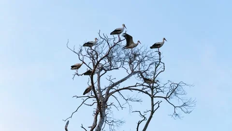 Group of storks sitting on dead tree branches Stock Footage 154353478