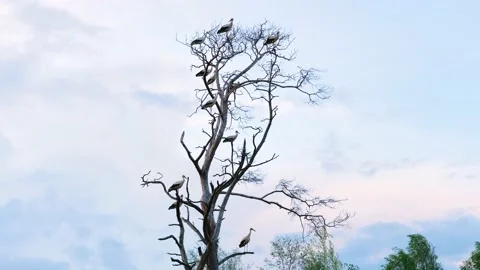 Group of storks sitting on dead tree branches Stock-Footage 154354073