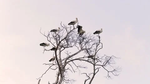 Group of storks sitting on dead tree branches Stock Footage 154354451