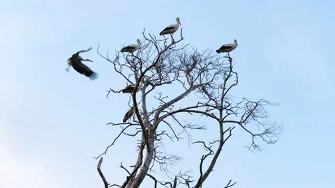 Group of storks sitting on dead tree branches Stock-Footage 154355871