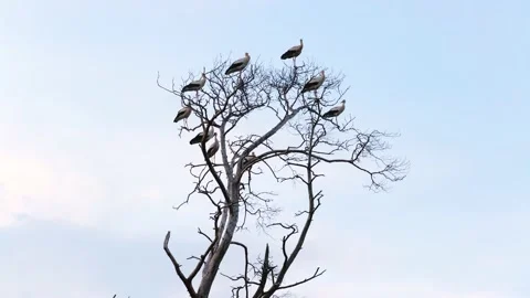 Group of storks sitting on dead tree branches Stock-Footage 154356204