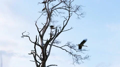 Group of storks sitting on dead tree branches Stock-Footage 154356352