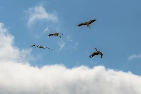 Group of storks in the sky Stock Photos