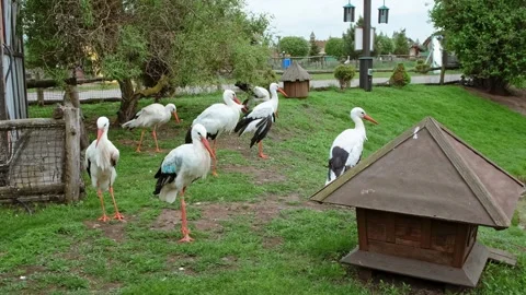 A group of storks stands on a green lawn on a farm. Treatment and assistance to Stock Footage 343393675