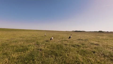 Group of storks walking in a sunny green field during spring. Stock Footage 334173907