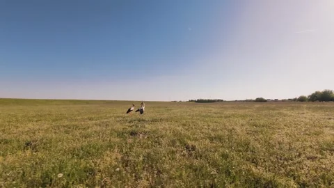 Group of storks walking in a sunny green field during spring. Stock Footage 334174365
