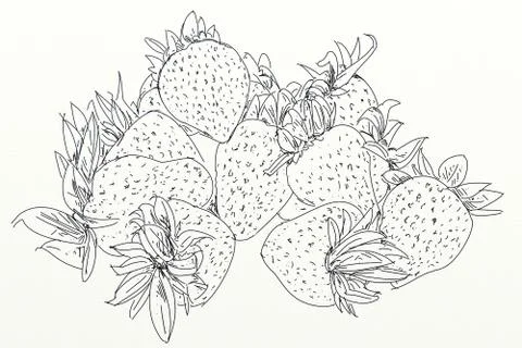 Group of strawberries Stock Illustration