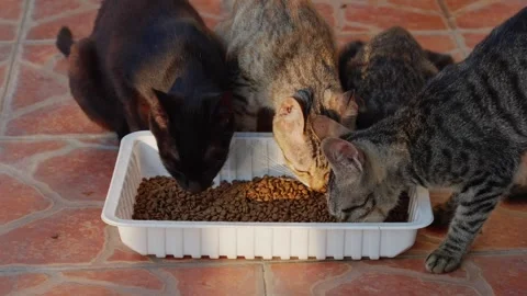 A group of stray cats gather to eat the cat food in the tray Stock Footage 346357855