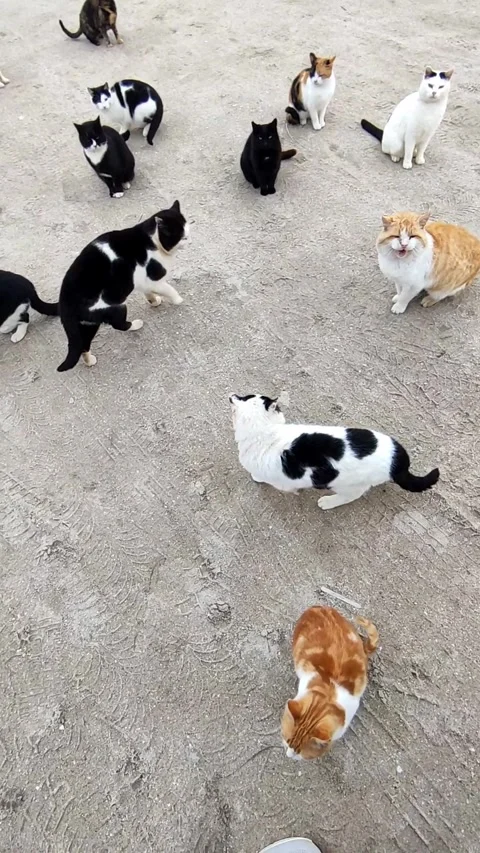 A group of stray cats sitting on sandy ground. Their curious expressions and Stock Footage 298060913
