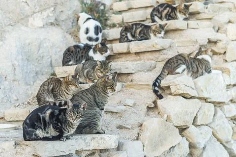 Group of stray cats on a stone wall Stock Photos