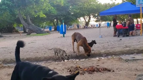Group of Stray Dogs Drinking Water Small Stream at Beach Stock Footage 237822036