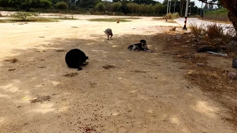 Group of stray dogs Stock Footage 266694319