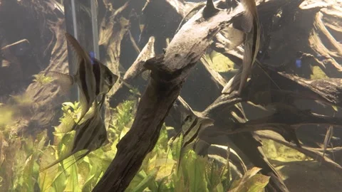 A group of striped angelfish glide through a freshwater aquarium Stock Footage 329458325