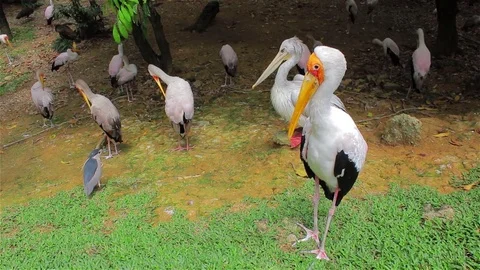 A group of strokes. Stock Footage 80186789