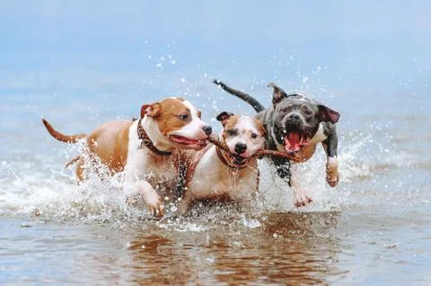 A group of strong American Staffordshire Terriers play in the water with a stick Stock Photos