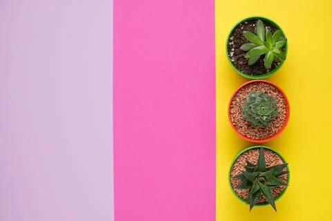 A group of succulents on a bright background with space for text Stock Photos