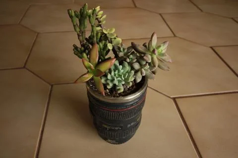Group of Succulents in a Camera Lense Stock Photos