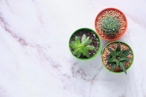 A group of succulents on a table with space for text Stock Photos