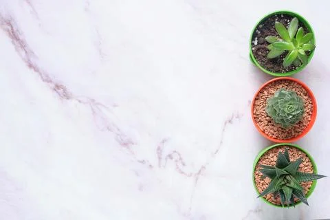 A group of succulents on a table with space for text Stock Photos