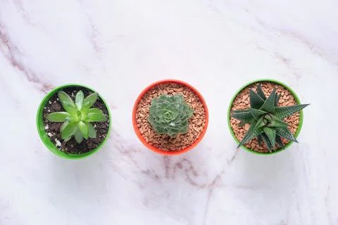 A group of succulents on a table with space for text Stock Photos