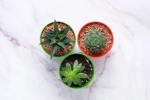 A group of succulents on a table with space for text Stock Photos