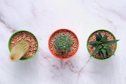 A group of succulents on a table with space for text Stock Photos