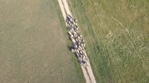 A group of suffolk sheeps running over a green grass field in a farm Stock Footage