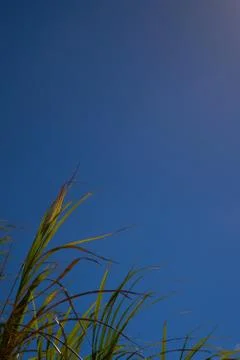 A Group of Sugar Canes 2 Stock Photos