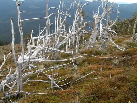 Group of sun-bleached dead trees standing on a mountain slope against a dista Stock Photos