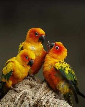 Group of sun conure, also known as the sun parakeet, is a medium-sized, vib.. Stock Photos