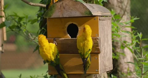 Group of sun conure parakeets perched on wooden nest box at Jeju Flower Bird Stock Footage 339738219