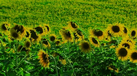 Group Of Sunflowers Stock-Footage 52712585