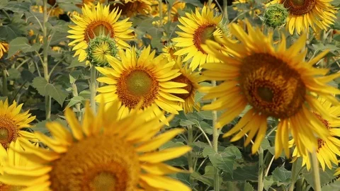 Group of Sunflowers Vídeo Stock 107297483