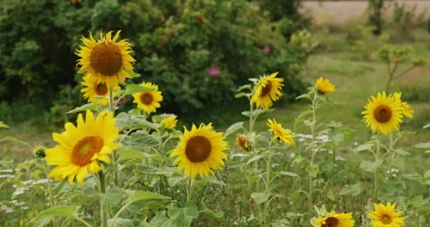Group of sunflowers Stock Footage 246976278