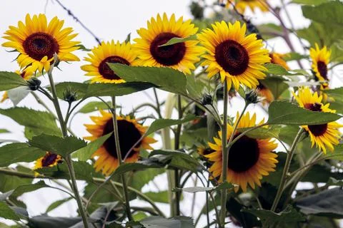 A group of sunflowers Stock Photos