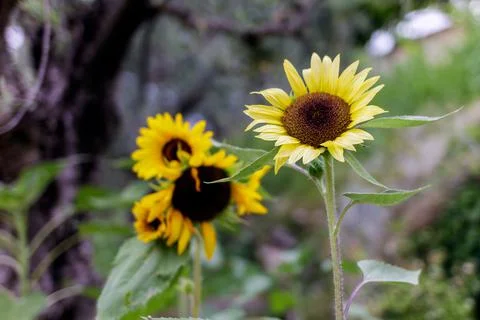 A group of sunflowers Photos