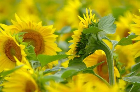 Group Of Sunflowers Stock Photos