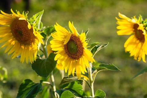 A group of sunflowers in the setting sun. Production of oil from seeds. Nat.. Stock Photos