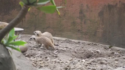 A group of suricate in a rocky area Stock Footage 236664987