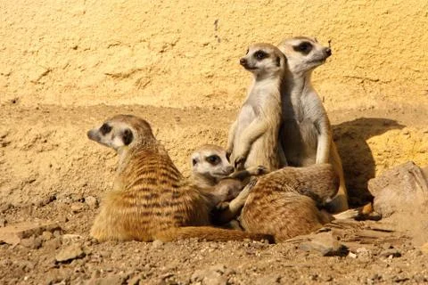 Group of suricates Stock Photos